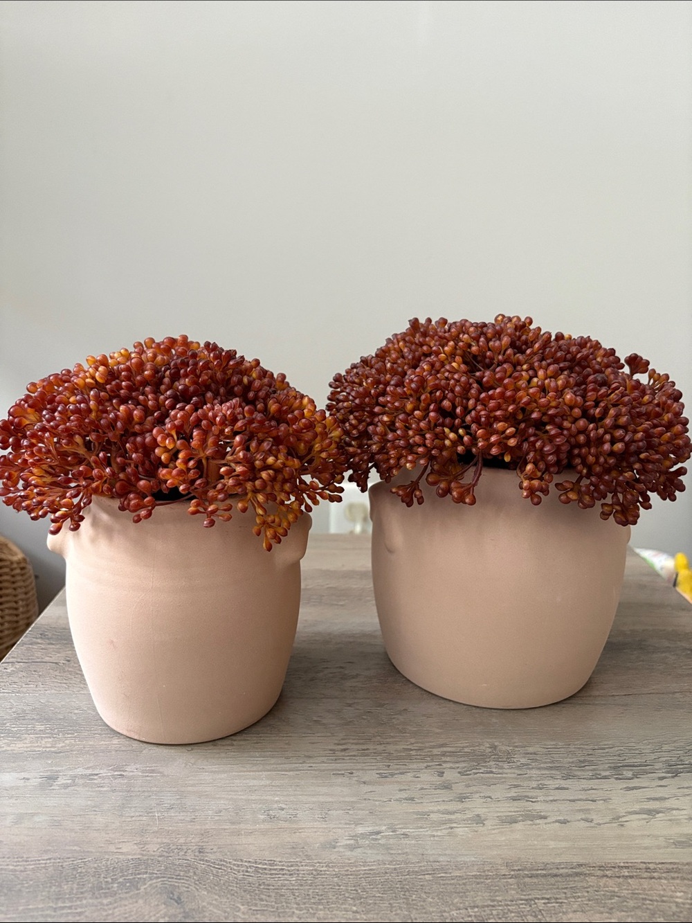Threshold Red Sedum Arrangement - Set of 2